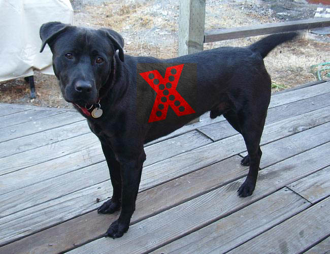 Bruno-RedX.jpg